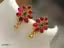 Red Ruby chocker